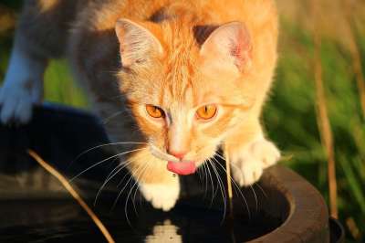 猫 小猫 红虎斑 红猫 水 喝 舌头 鲭鱼 虎猫 大花猫