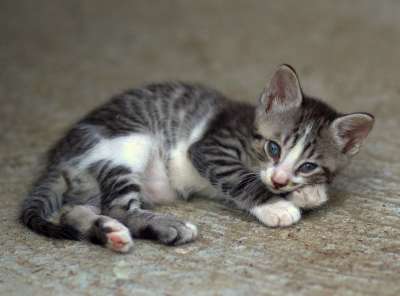 那只猫 小的 有同情心的 猫似的 国内 小猫 可爱的