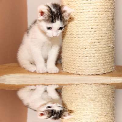 猫 小的 年轻 反射 小猫 可爱的 家畜 动物 脸 白色的