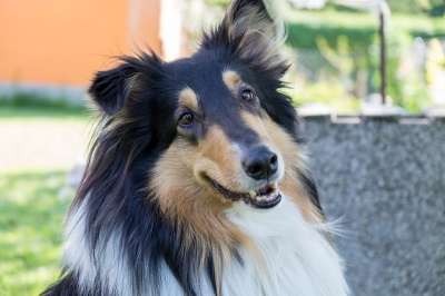牧羊犬 家畜 狗 动物 可爱的 头 肖像
