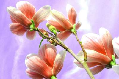 玉兰 花 自然 花园 春天 春天的花朵