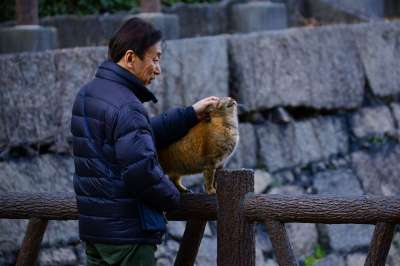 户外 人们 肖像 成人 猫 大阪城堡 生姜 男人 长老 日本人