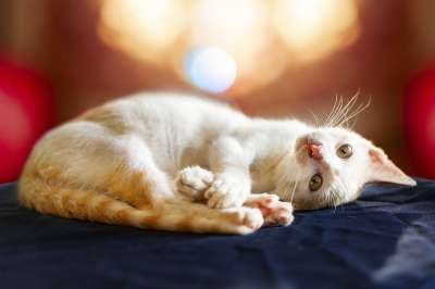猫 动物 宠物 眼睛 基蒂