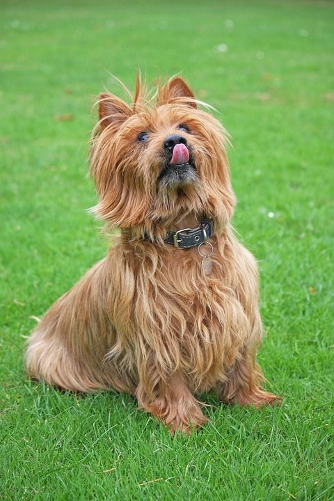 澳大利亚小猎犬 梗犬 狗 舔 嘴唇 犬类 宠物 动物 可爱的
