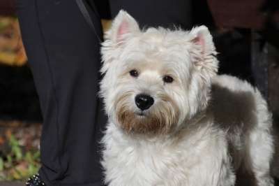 西部高地白色的小猎犬 Vestik 狗 小威 白狗 动物 漫步