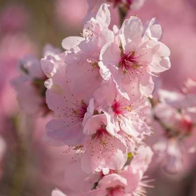 樱花 春绽放 花 盛开 观赏樱桃 春天 粉色的 花枝