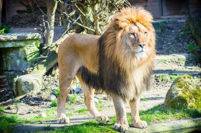 狮子 大猫 动物园 男性 非洲 猫