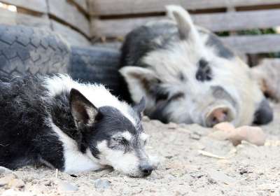 动物 大 公猪 肮脏的 狗 农场 胖的 食物 朋友 猎犬