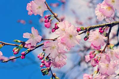 苹果花 花 枝杈 树 春天 自然 公园 花园