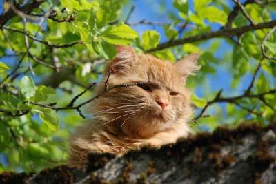 猫 科 树叶