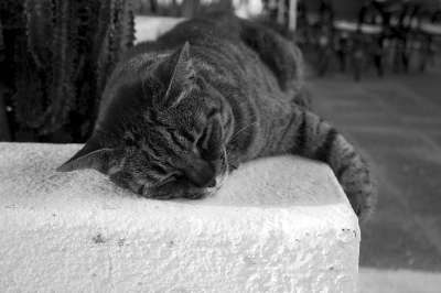猫咪 动物医院 猫 动物 可爱的 小猫 肖像 自然 哺乳动物