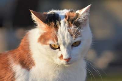 猫 家猫 家畜 动物 猫眼 白色的 猫脸 毛皮 关闭 脸