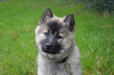狗 狗蓝色的圣诞节 犬类 家畜 Eurasier