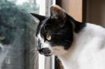 猫 动物 宠物 哺乳动物 可爱的 小猫 看着 年轻