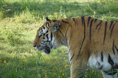 动物 老虎 哺乳动物 物种 动物群 野生动物 荒野 猫 猫科动物