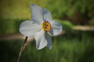 水仙花 开花 花瓣 雄蕊 春天的预兆 春天的花朵 花 春天