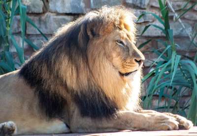 狮子 动物 野生动物 非洲 苹果浏览器 捕食者 野生猫