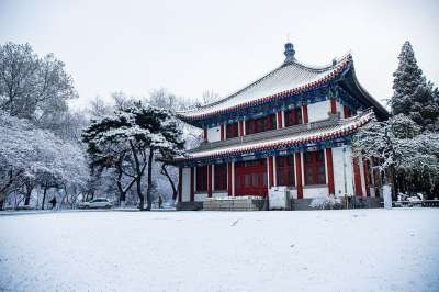 结构 叶子 植物 雪 冬天 白色的 圣诞节 冻结 光 寒冷的