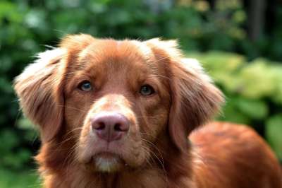 狗 宠物 犬类 动物 毛皮 鼻子 哺乳动物 狗肖像 动物世界