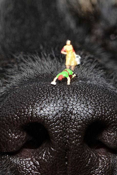 小人物 清洁鼻子 狗的鼻子 狗 鼻子 关闭