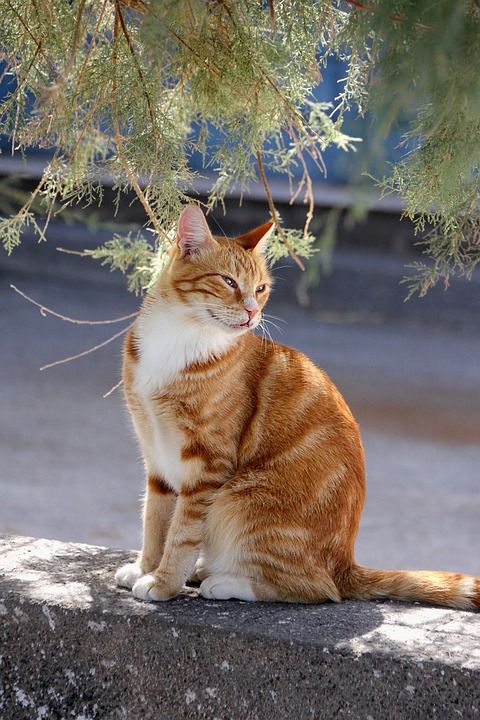 猫 红色的 鲭鱼 家畜 家猫 大花猫 可爱的