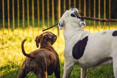 小狗 宠物 犬类 动物 毛皮 鼻子 哺乳动物 狗肖像 动物世界