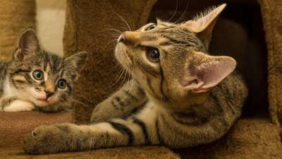 宿醉 小的 鲭鱼 小猫 家猫 家畜 可爱的 猫 猫宝宝 猫脸