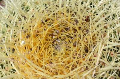尖峰 仙人掌 多汁的 自然 植物 植物群 带刺的 装饰性的 图案