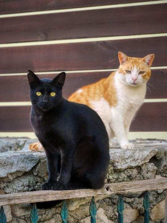 猫 黑色的 动物 家畜 猫眼 轮廓 看法 可爱的 驯化 很少