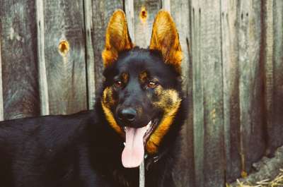 狗 犬类 德国牧羊犬 宠物 黑色的 动物 肖像 头 栅栏