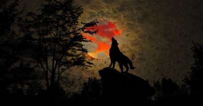 狼 嚎叫 血月 夜晚 满月 森林 夜间 幻想 月光 天空