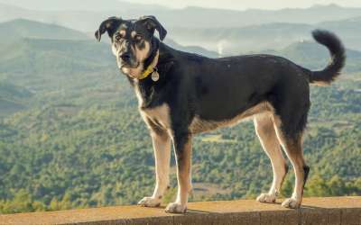 狗 犬类 黑色的 动物 哺乳动物 可爱 宠物 小狗 吉祥物