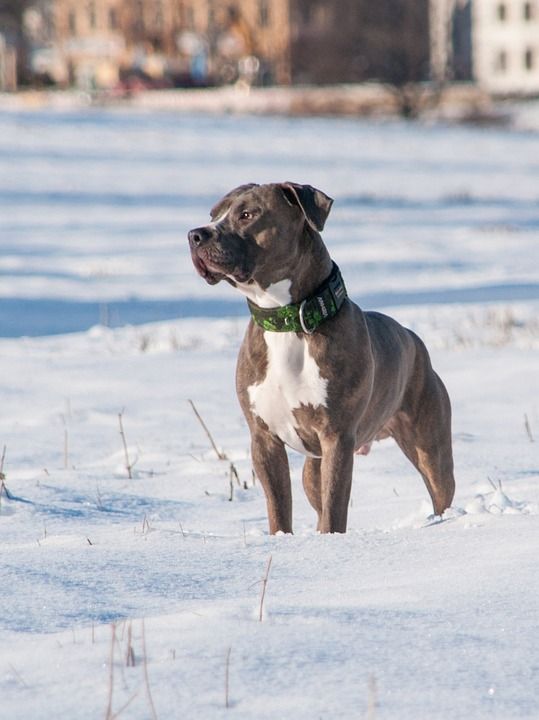 狗 Pitbull 梗犬 动物 肖像 冬天 雪