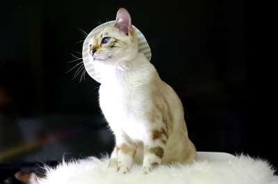 猫 孟加拉猫 宝贝猫 动物 孟加拉 宠物 猫的图片 微妙的组合