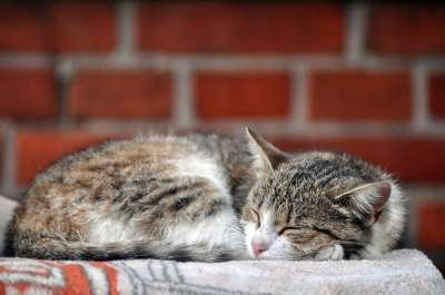 猫 宠物 猫科动物 动物 睡眠 毛皮 基蒂 国内的 国内的猫