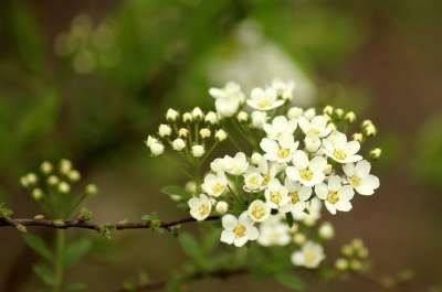 Tawuła 灌木 观赏灌木 开花 白花 春天 花序 性质 植物