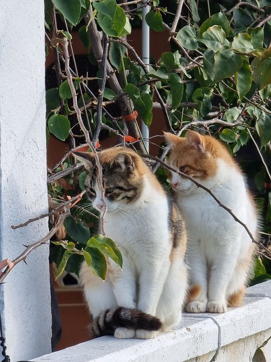 动物 猫 户外 宠物 猫科动物 哺乳动物 毛皮 胡须