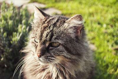猫 头发 动物 肖像 哺乳动物 猫科动物 老虎
