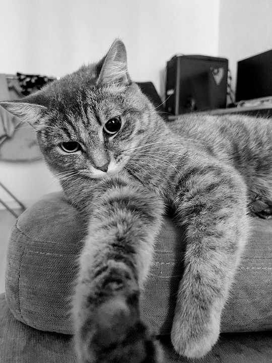 猫 灰色的 动物 宠物 可爱的 甜的 老虎