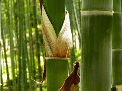 竹林 竹子 绿色 植物 竹林 竹林 竹林 竹林 竹林
