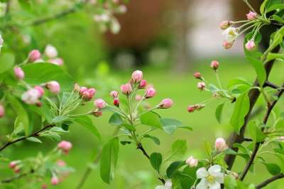 开花的树 果树 芽 春天 性质 植物 叶子 树 分支 环境