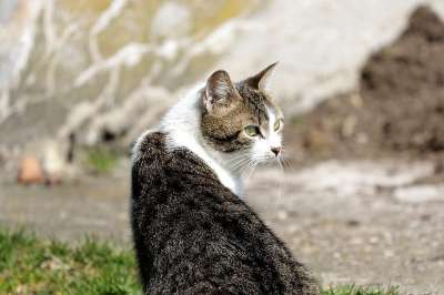 猫 家畜 家猫 头 看法 肖像 可爱的 猫眼 细心 胡须