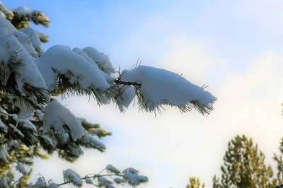 雪 冬天 冷 天空 自然 松树 玻璃 分支 白雪皑皑 白色的