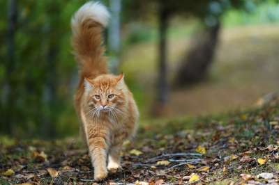 猫 基蒂 橙色的 树木 猫科动物 动物 宠物 毛皮 蓬松的