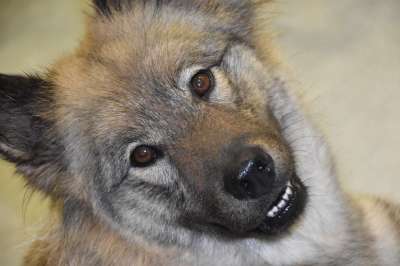 狗 狗Eurasier 肖像狗Eurasier 女性 婊子Orlaya