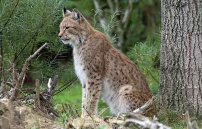 捕食者 猫咪 动物世界 食肉动物 哺乳动物 动物园 猫 林 山猫
