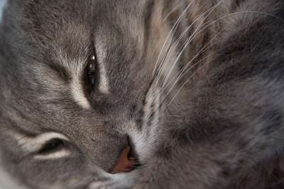 猫 猫科动物 胡子 家畜