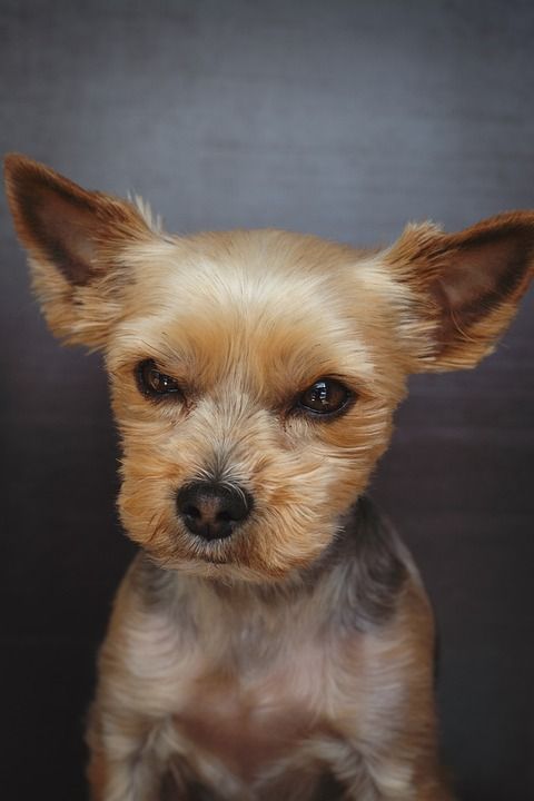 狗 Yorki 梗犬 约克夏犬 动物 家畜 小的 可爱的 纯种狗