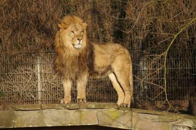 狮子 动物园 大猫 鬃毛 狮子的鬃毛 自然 野猫 捕食者