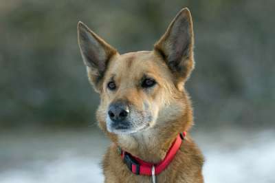 狗 杂交 混合的品种 德国牧羊犬 X 美丽的 肖像 犬类 宠物
